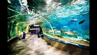 Turkey Istanbul Aquarium Florya April 2022 4K Walking [upl. by Neiv]