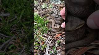 Tailvibrating behavior in the Smooth snake Coronella austriaca Ticino Switzerland [upl. by Noroj769]