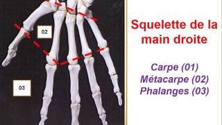 ANATOMIE MS Le système squelettique [upl. by Charleton]