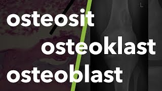 Kas ve İskelet Sistemi Terminolojisi osteosit osteoklast osteoblast 8 [upl. by Laurie]