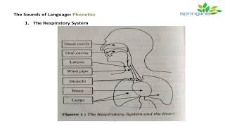 Day 7 Phonetics  Respiratory System Articulatory System Phonatory system explanation  springline [upl. by Suoicerp]