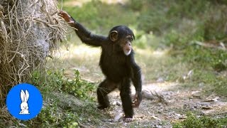 Cuddly Baby Chimpanzees  Cutest Compilation [upl. by Duile203]