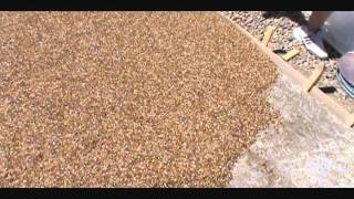 Pebblestone flooring driveway installation [upl. by Ami946]