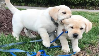 Top FUNNY PUPPIES That Will Make You Laugh Out Loud 😁 Funniest Animal Videos [upl. by Kermie]