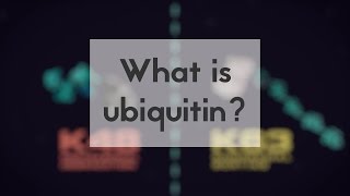 What is ubiquitin [upl. by Sydelle]