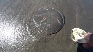 I Saved Its Life then Look at what this Sand Dollar Does in Return Amazing [upl. by Paugh921]