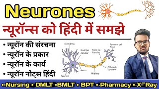 Neurone in hindi  Structure of Neurone  Sensory and Motor Neurones  Types of Neurone [upl. by Hyacinthia6]