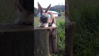 Este conejo tiene mucho estilo conejos rabbit rabbitshort bunny 2 cuteanimals animals [upl. by Cown894]