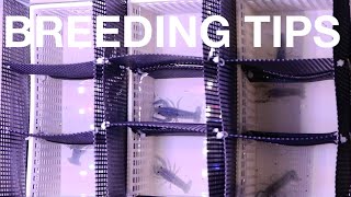 CRAYFISH BREEDING TANK SET UP UPDATE [upl. by Elena216]