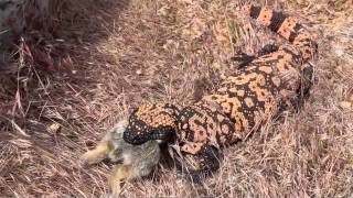 Gila Monster Eating Rabbitm4v [upl. by Gapin]