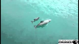 Exclusive footage of the first baby Hectors Dolphin calf spotted this season [upl. by Byers]