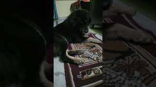 dog doglover funny shorts shortvideos viralshorts [upl. by Neeluj]