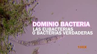 BACTERIA  Dominio Archaea y Eubacterias [upl. by Bikales234]