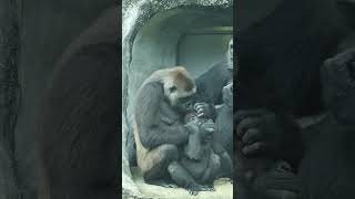 Gorilla moms love grooming shorts ゴリラ gorilla [upl. by Nylloc]