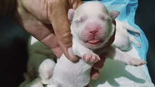 My New Puppies Bichon frise newborn puppies 3 days after birth❤️ allpetmatters dog cute [upl. by Htomit]