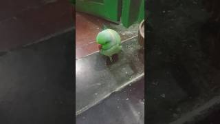 dabbe main dabba 🤪song magic short video 😄😄 [upl. by Einafpets]