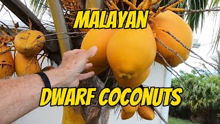 MALAYAN DWARF COCONUTS [upl. by Christabelle127]