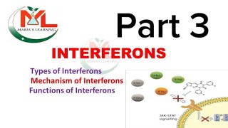 Interferons Types of interferon Mechanism of Interferons  Functions of Interferons  Immunology [upl. by Ahsiekahs]