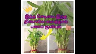 பண வரவு அதிகரிக்க வீட்டில இந்த செடியை வையுங்கள்  Indoor Plants  Bamboo Plant  JK Rockstars [upl. by Lancey334]