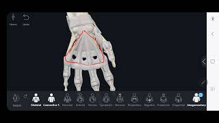 retinacular system of hand flexors 3 [upl. by Hastings]