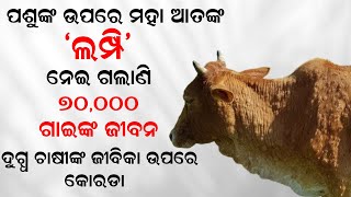 ପଶୁଙ୍କ ଉପରେ ମହା ଆତଙ୍କ ଲମ୍ପି  Lumpy Skin Disease in Cattle  Lampi Virus Symptoms  Odia News  Dtv [upl. by Holland]