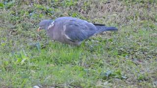 Il Colombaccio un bellissimo uccello [upl. by Aihsoek]