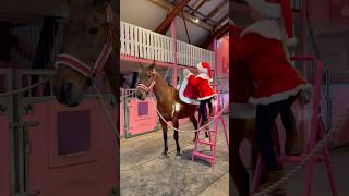 Christmas outfit😍 ELLA AND TARZAN❤️ shorts horse christmas [upl. by Rexferd]