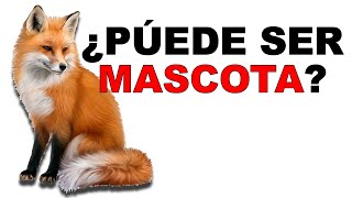 🦊 Zorro Rojo Lo que NO SABIAS sobre su DOMESTICACIÓN  Animales Salvajes [upl. by Nnahteb]