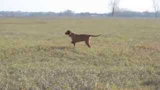 Partridge hunting with Vizslas Zöldmáli Lepke the Wirehaired Vizsla [upl. by Brogle]