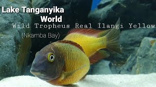 Wild Tropheus Moorii Real İlangi Yellow Nkamba bay [upl. by Idahs]