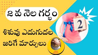 రెండవ నెలలో శిశువుతల్లి లో కలిగే మార్పులు2nd Month Pregnancy in TeluguBaby Growth in Telugu [upl. by Tali]