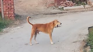 shippy n nilgai pr attack krdiya😱desi dogs k piche pad gya😈germanshepherd longvideo viralvideos [upl. by Lusty906]