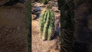 Chunky Trichocereus terscheckii gardening cactus nature garden shorts succulents trichocereus [upl. by Hgielyak109]