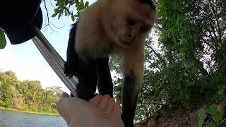 Feeding a white faced monkey  Gamboa Nature Preserve Panama [upl. by Hauhsoj429]