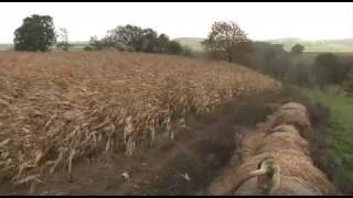 Pheasant shooting in Kent [upl. by Llednahs]