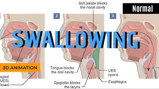 Normal swallowing process Animation [upl. by Emanuel]