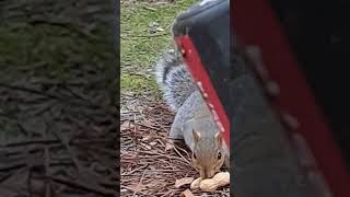 Squirrels this morning 🌄 [upl. by Eatton]