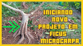 INICIANDO MAIS UM PROJETO COM FICUS MICROCARPA [upl. by Ahsinev857]