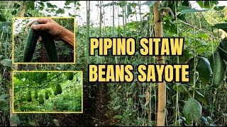 PIPINO SITAW SAYOTE BEANS [upl. by Inaffyt]