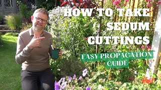 How to Take Sedum Hylotelephium Cuttings  How to Propagate Stonecrops  Perennial Plants for Free [upl. by Reinertson]