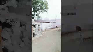 Tara kab Ujala Re pagali Hamari Mata🌷🥀🥀🥀😪 gautamahirlal raju bhojpuri [upl. by Matta649]