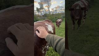 A Evening with The Herd sunset shorthorn cattle gigahank allmanbrothers viralvideo [upl. by Aicel]