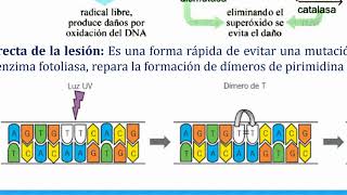 Biología 2ºBachTema 10 2 Mutaciones y evolución biológica [upl. by Hirai201]