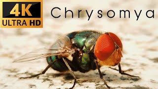 Chrysomya  Fly  Old World blow fly genus of the family Calliphoridae [upl. by Mechelle]