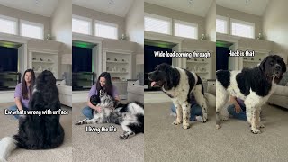 Differences Between My 2 Newfoundland Dogs When Getting Pets [upl. by Eiser]