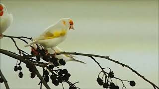 Chant de la femelle chardonneret pour motiver le male à chanter [upl. by Zora]