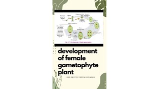 Development of female gametophyte one shot  biologyclass12th [upl. by Cristiona]