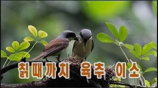 칡때까치thick billed shrike [upl. by Boffa706]