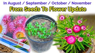 Helichrysum From Seeds To Flower How To Grow Helichrysum Plant [upl. by Siul]