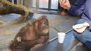 Monkey Obsessed with Magic Trick Funniest Animal Reaction [upl. by Babb690]